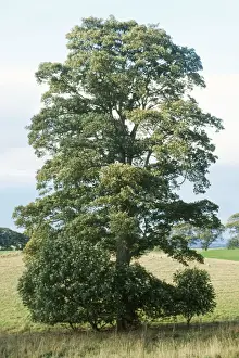 European Trees Stampe: Sycamore Tree
