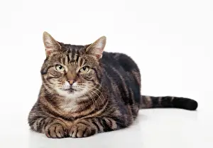Tabby Cat Pictures Stampe: Tabby Cat