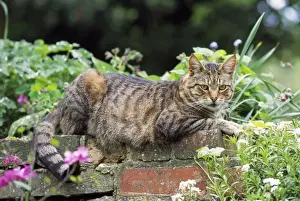 Personalized Pet Pictures Stampe: Tabby Cat - lying on wall