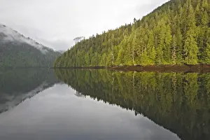 Temperate Rainforest Landscape Stampe: Temperate rainforest - view of trees with reflection in estuary