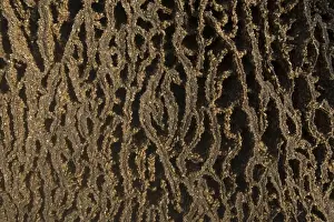 Kimberley Western Australia Stampe: Termites adding to a mound, Mitchell Plateau, Kimberley, Western Australia