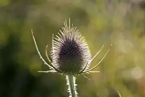 Plant Identification Guide Stampe: Thistle