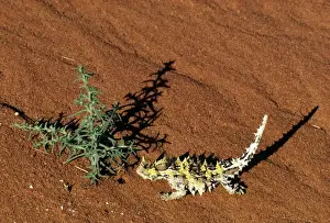 Desert Reptiles Stampe: Thorny Devil