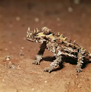Australian Lizard Species Stampe: Thorny Devil Lizard