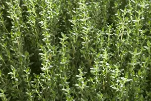 Herb Photography Stampe: Thyme - close-up