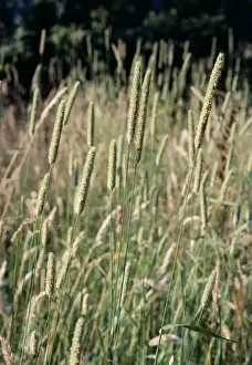 European Grasses Stampe: Timothy Grass