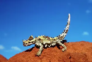 Australian Wildlife Art Stampe: Torny Devil