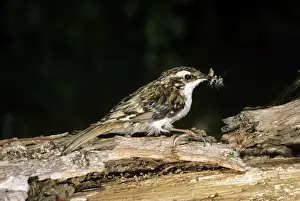 Wildlife Birds Photos Stampe: Tree Creeper