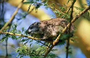 African Wildlife Photos Stampe: Tree Hyrax