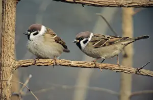 Duncan Usher Photographer Stampe: Tree Sparrows - pair resting