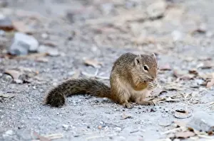 Central Africa Mammals Stampe: Tree squirrel - sitting up eating - Namibia
