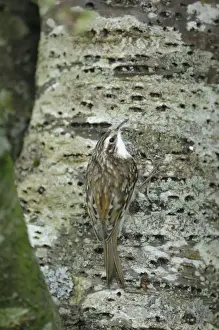 Bird On Tree Trunk Stampe: Treecreeper - on tree trunk