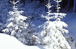 Paul Van Gaalen Artwork Stampe: Trees - in snow