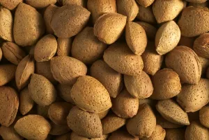 Almond Tree Stampe: Almonds