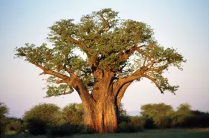 Peter Steyn Photography Stampe: Baobab - in leaf
