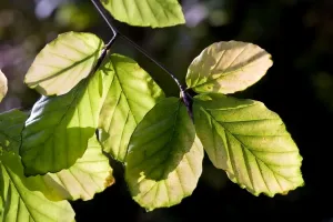 Beech Tree Leaves Stampe: Beech Tree - leaves