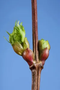 Tree Branch Details Stampe: Common lime bud and leaf