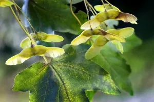 Autumn Tree Leaves Stampe: Field Maple with fruit