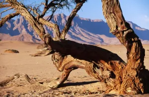Acacia Erioloba Stampe: NAMIBIA - CAMELTHORN TREE