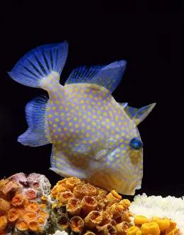 Reef Fish Species Stampe: Trigger Fish