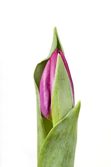 White Background Tulips Stampe: Tulip - Sequence 1 of 2
