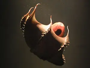 Underwater Wildlife Photos Stampe: Vampire Squid. Going into pineapple defence posture. California USA