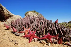 Stampe di Stapelia gariepensis VAN-16 / Carne di cadavere fiorito nel Parco Nazionale del Richtersveld Immagini datate 2005 agosto: VAN-19