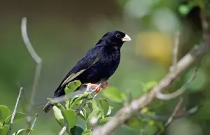 Africa Bird Photography Stampe: Variable Indigobird