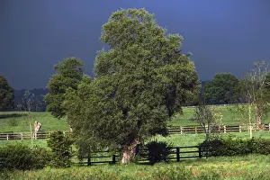 Rural Agricultural Scenes Stampe: View of fields and trees with storm clouds behind