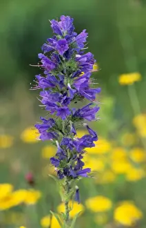 Vipers Bugloss Stampe: Viper's bugloss
