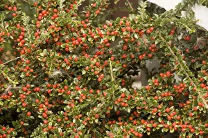 Red Berry Plant Stampe: Wall cotoneaster in fruit