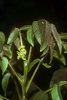 Juglans Regia Plant Stampe: Walnut