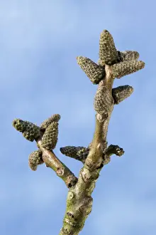 Juglans Regia Images Stampe: Walnut Tree - bud in spring