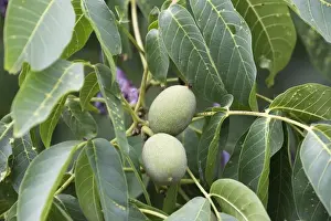 Juglans Regia Plant Stampe: Walnut tree - fruit