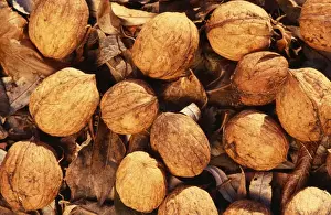 Edible Nuts Stampe: Walnuts - on soil