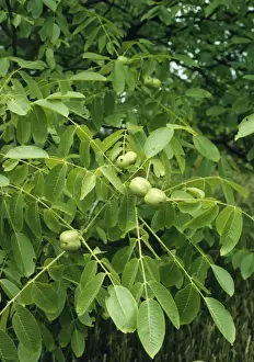 Close Up Walnuts Stampe: Walnuts on Walnut Tree
