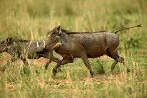 Namibian Wildlife Images Stampe: Warthog Namibia