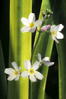 Johan De Meester Artwork Stampe: Water Violet