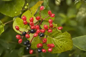Red Fruit Plant Stampe: Wayfaring tree, in fruit