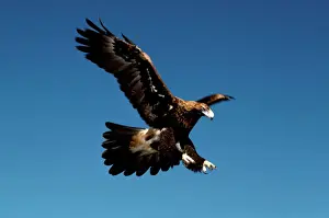 Aquila montana al volo