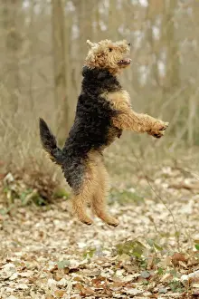 Stampe di La 7224 Cane - Fox Terrier di Galles salta Jean Michel Labat Si prega di notare che le stampe sono destinata solo a scopi di visualizzazione personale e non possono essere riprodotte in alcun modo Immagini datate 2011 febbraio: Terriero gallesi