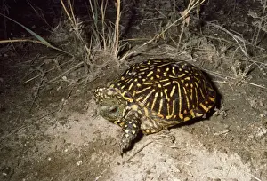 Wildlife Prints Stampe: Western Box Turtle