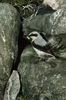 Oenanthe Oenanthe Species Stampe: Wheatear