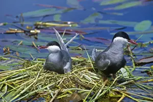 Sea Bird Photography Stampe: Whiskered Terns