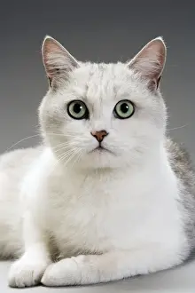 Personal Use Cat Pictures Stampe: White Cat