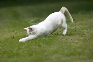 Animal Lover Gifts Online Stampe: White Cat - pouncing