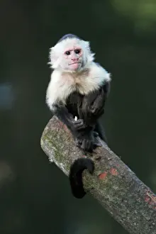 Costa Rica Wildlife Stampe: White faced Capuchin Monkey - sitting on log