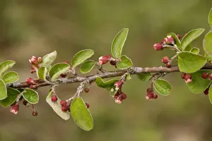 United Kingdom Flora Stampe: A wild cotoneaster (Cotoneaster integerrimus). Extremely rare in UK