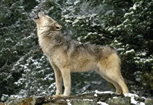 Canis Lupus Species Stampe: Wolf - howling