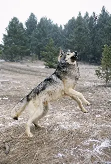 Grey Wolf In Snow Stampe: Wolf - leaping